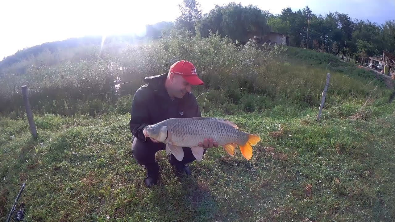 საზანზე (კობრზე) თევზაობა Carp Fishing On The Commercial Lake In