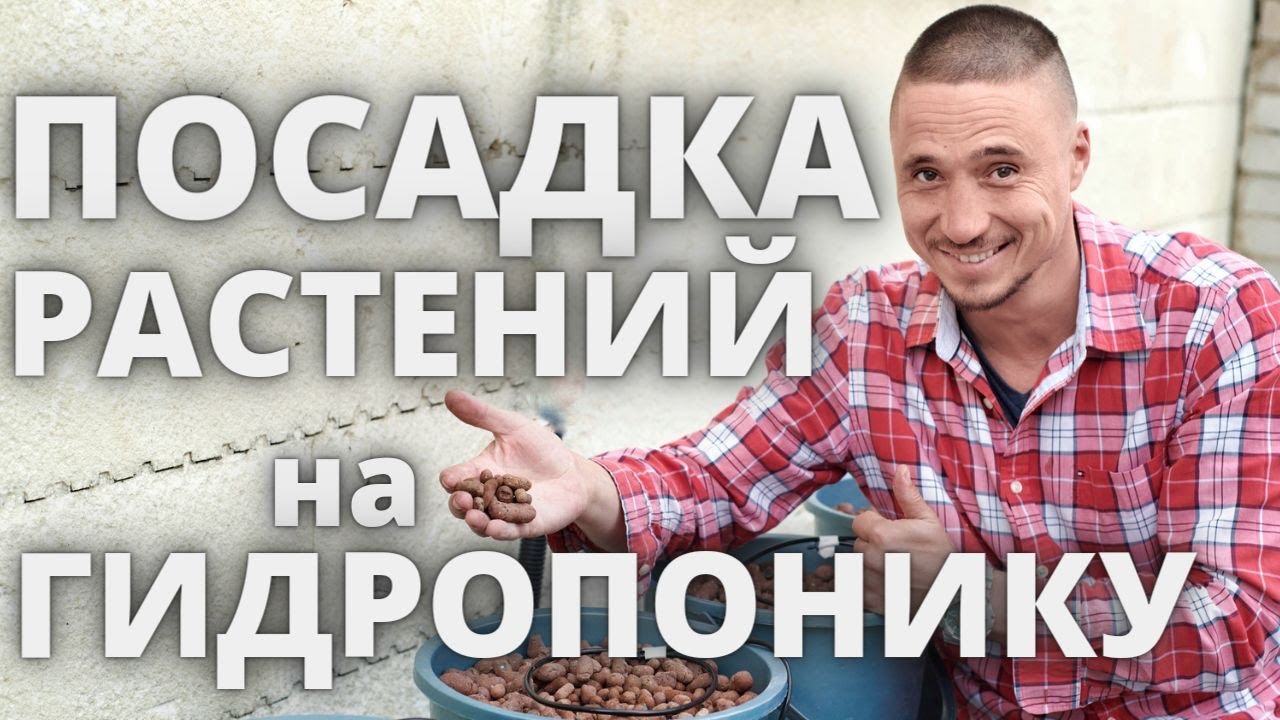 Посадка растений на гидропонику Пеностекло Кокосовый субстрат  агровата микрозелень