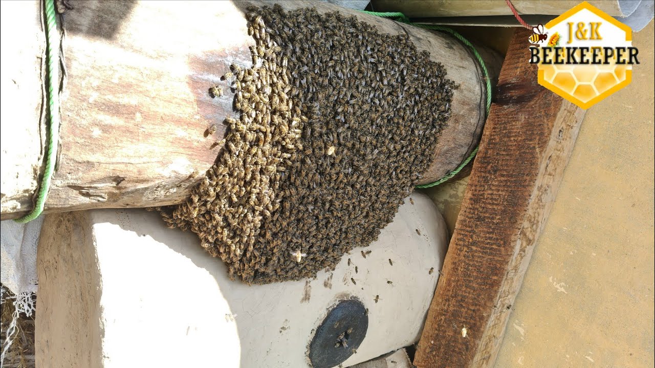 Live Swarm Catch! 🐝 | Another Swarm Trapped | Traditional beekeeping