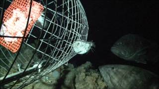 Eightbar Grouper Scares A Nautilus