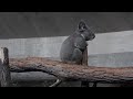 チューリッヒ動物園　夜のガイドツアー　コアラ（独語）1/2 Zurich Zoo Night Guided TourNew South Wales Koala German　2019 0613