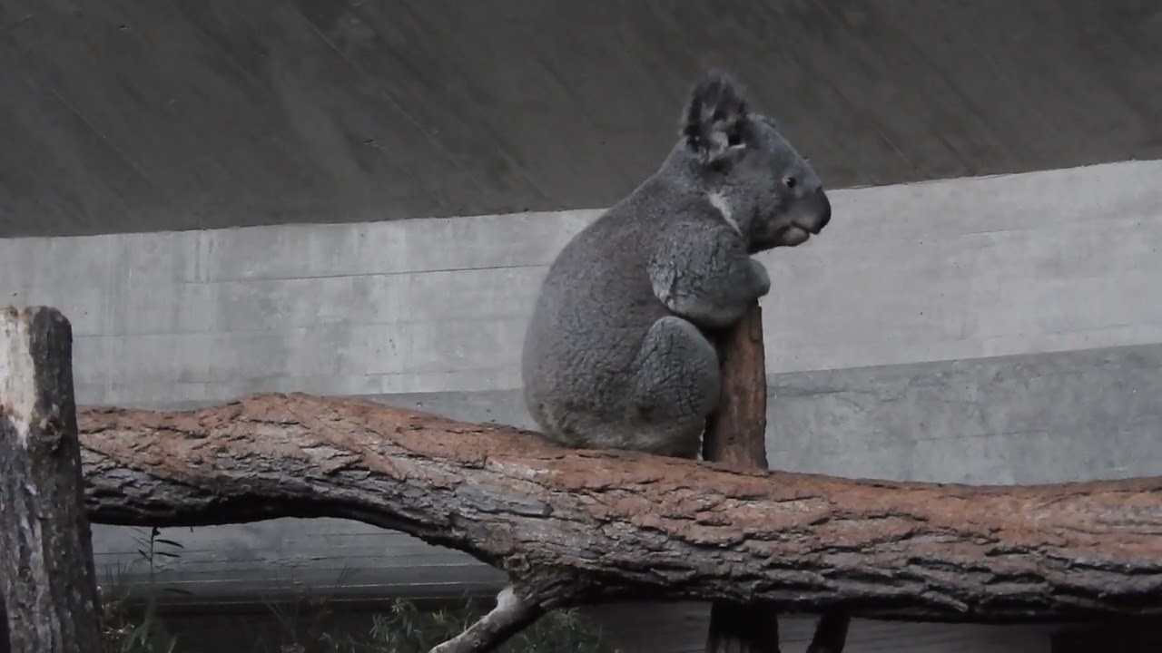 チューリッヒ動物園 夜のガイドツアー コアラ（独語）1/2 Zurich Zoo