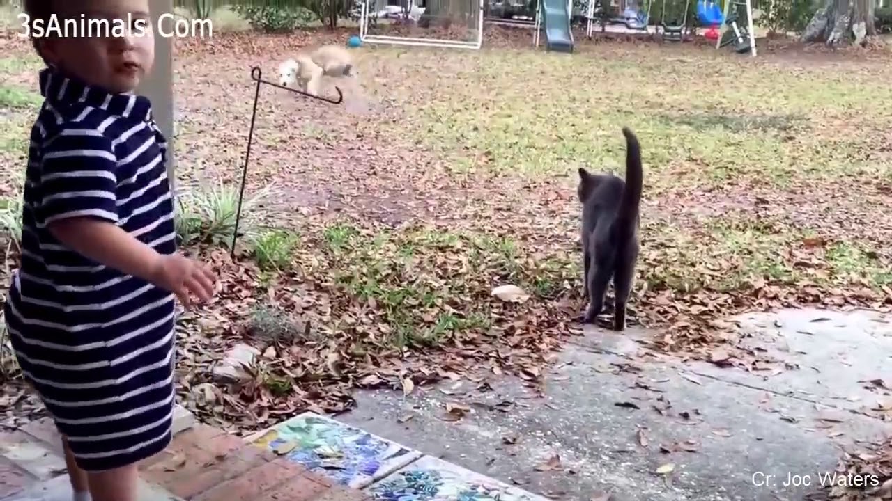 Cats Protecting Babies Videos Compilation Funny 😸 Cat and Dog Loves