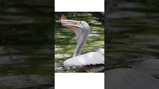 Pelican Swallowing A Fish Whole