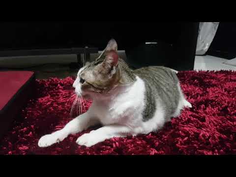 Video: Apakah Normal Bagi Kucing Untuk Kehilangan Giginya?
