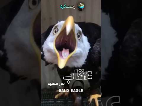 صدای واقعی عقاب و باز این اشتباه رو نکنید