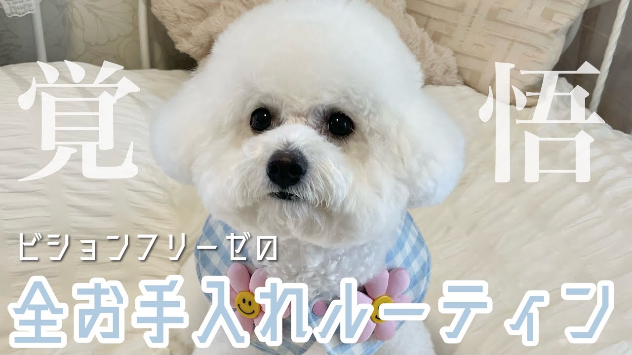【愛犬が臭い5つの理由】超大変！ビションフリーゼの全お手入れルーティン ｜涙やけ対策 , お風呂...