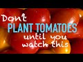 Growing Tomatoes is Easy