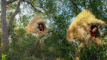 Build​ amazing bird nest tree house in jungle