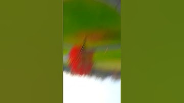 Drone Crash Drone hits tree #shorts #drones #fail #crash