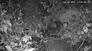 Angry HedgeHog
