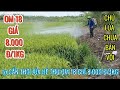 CẦN THƠ LÚA HÈ THU OM 18 GIÁ 8.000 Đ/1KGCHỦ LÚA CHƯA BÁN VỘI | Giải Trí Miền Tây