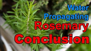 Conclusion to Water Propagate Rosemary