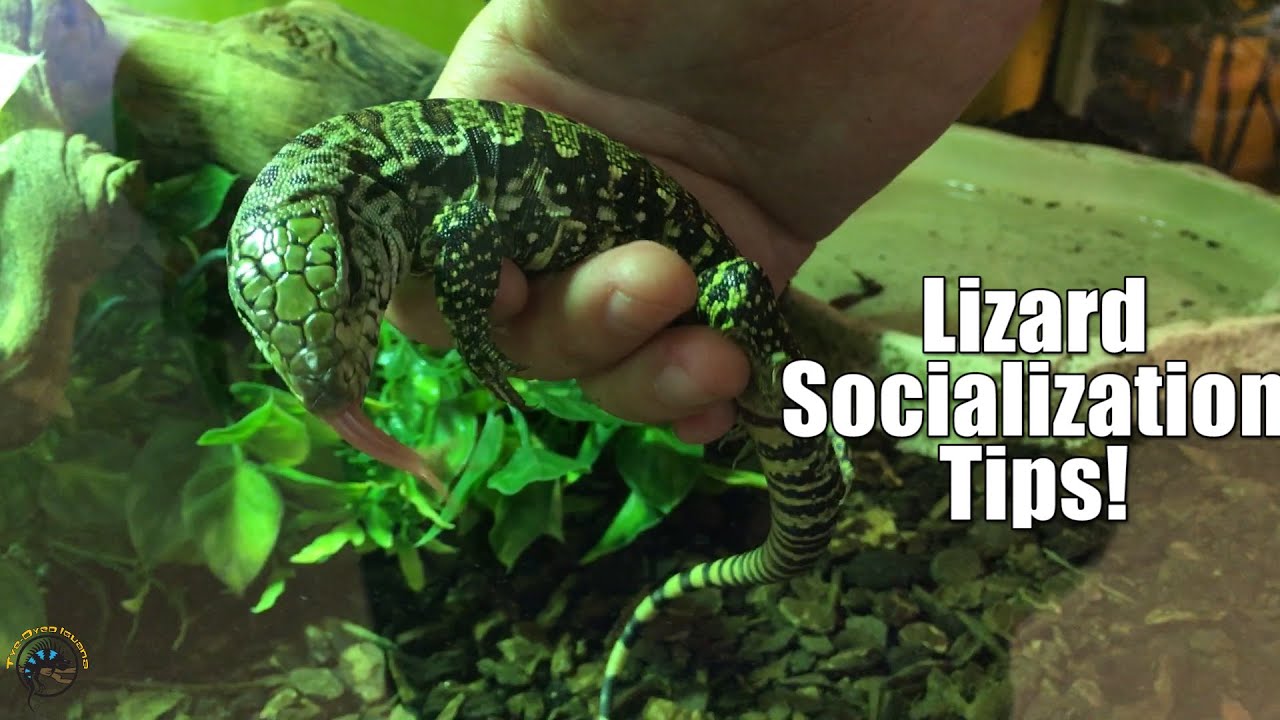 Tips for Socializing Young Tegus and Other Pet Lizards! 💖🦎 YouTube