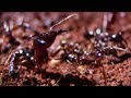 Ants Build a New Home | Natural World: Ant Attack | BBC Earth