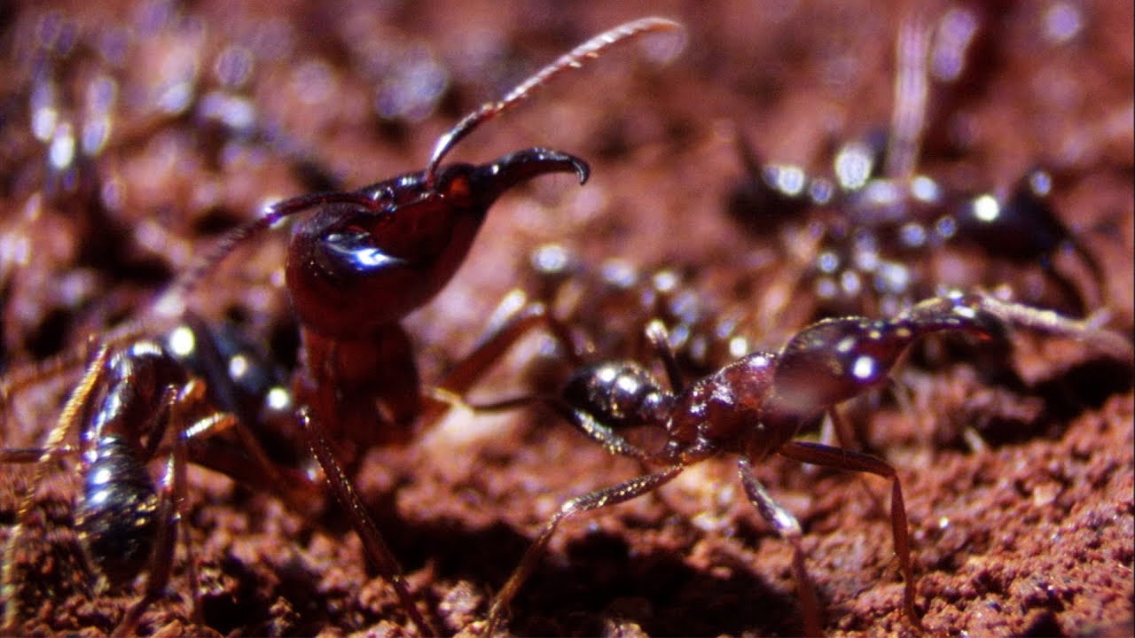 ⁣Ants Build a New Home | Natural World: Ant Attack | BBC Earth