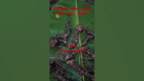 Xuống núi 350gam #sâm rừng đen Lai Châu cực kỳ nhiều dưỡng chất #saponin và #Mr2 #sâm_lai_châu_rừng