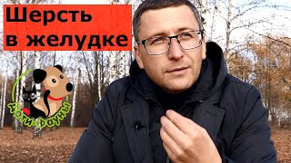 Шерсть в желудке и кишечнике кошки, в чем опасность? Как можно помочь самостоятельно?