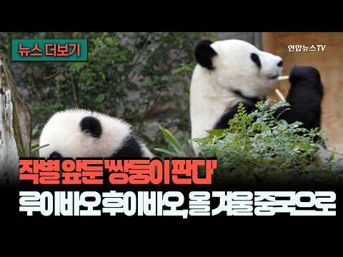 'Twin Pandas' Facing Farewell... Heading to China This Winter [News More] / YonhapnewsTV
