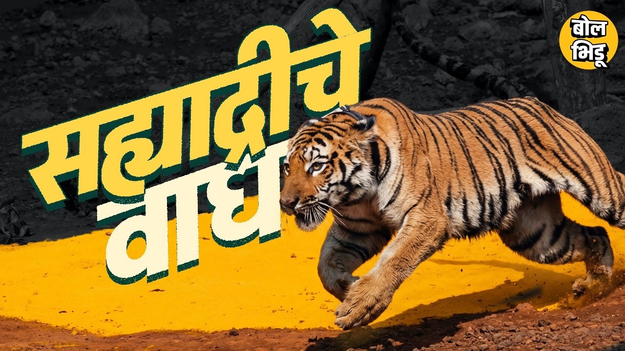 Jungle Stories: Tadoba Tiger Reserve मधले वाघ Sahyadri मध्ये, भविष्यात वाघांची संख्या कशी वाढणार ?