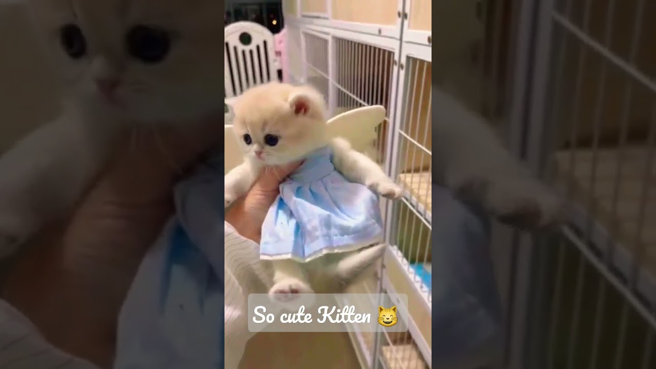 So cute fairy kitten 😸😍 || Schattig Kat  