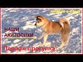 Наши маленькие самурайчики на первой прогулке / Our little Akita-inu on the first walk