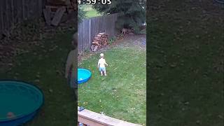 “Side-Yard CCTV Captures Tabby Cat Defending Toddler from Bobcat” #HeroTabby