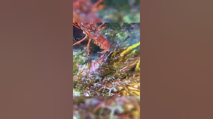 Lobster Vs Fisherman… Who Wins the Race?