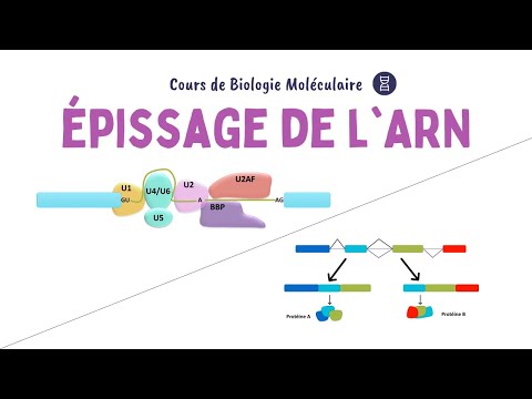 Vidéo: Pourquoi le spliceosome est-il important ?