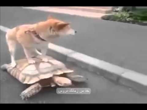 الدنيا عبر خذلك من الدنيا دروس  الدنيا عبر خذلك من الدنيا دروس