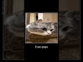 #komaru #cat #рекомендации #мем #кот #юмор #котики #котик #memes #edit