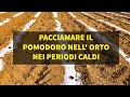 Pacciamare il Pomodoro nell' Orto nei periodi caldi