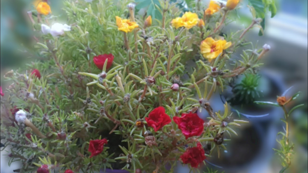 كيف الحصول على بذور ورد الصباح وزراعتها من العقل وهل هي ناجحة ام لا