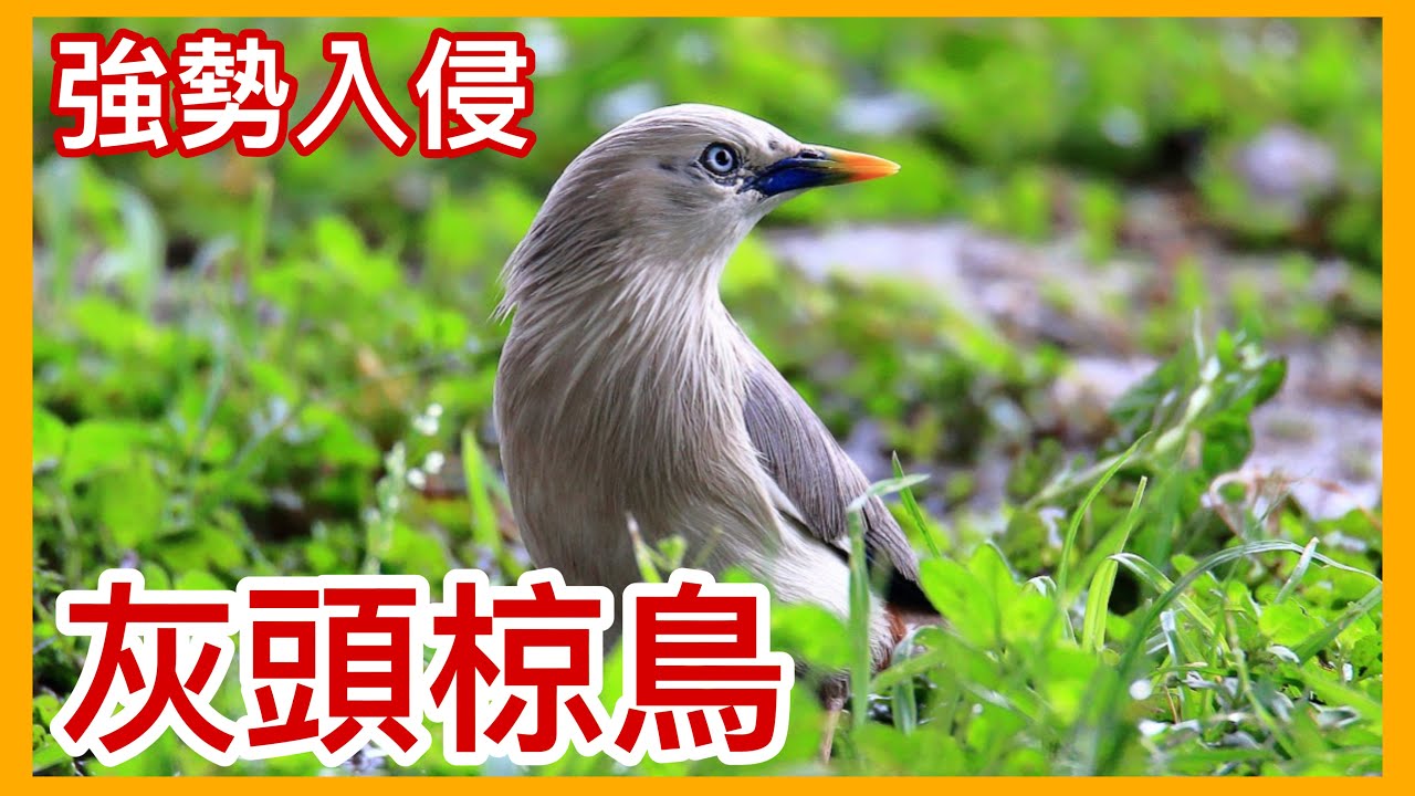 外來種來襲?!族群數量急遽擴張的「灰頭椋鳥」!美麗的外表下卻隱藏著入侵危機?【太神奇了傑克】 縮圖