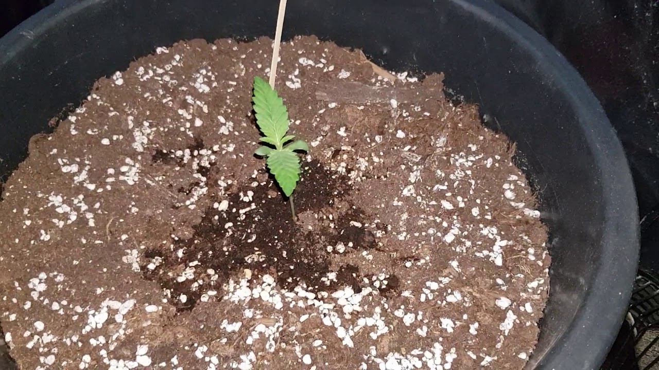 Critical Orange Punch Dutch Passion seeds x 3. Blue Dream Dinafem x 1. Mark