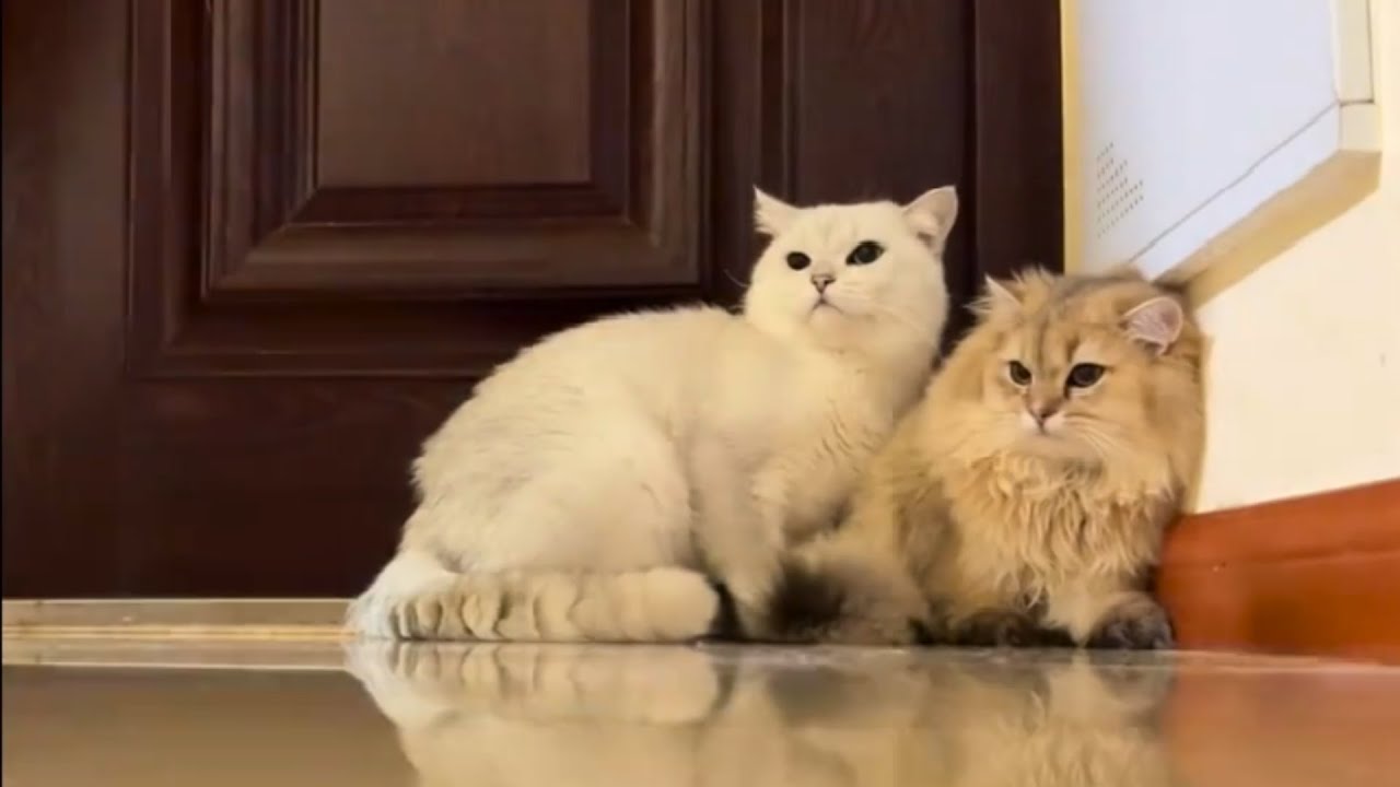 Funny Cat Moments: Hilarious Cat Antics to Boost Your Mood! Best Cats ...