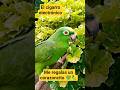 #comedia #humor #novios #greenscreen #memes #contenido #funny #risa #meme