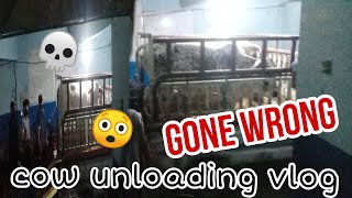 Cow unloading vlog part 2 GONE WRONG plz subscribe like share plz support