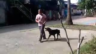 The Obedient Rottweiler In Open Area