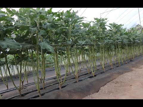 Видео: Хризантема.2020. Крупноголовая хризантема.
