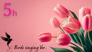 【ピアノBGM】春風の癒し音楽、心が落ちつく音楽、ヒーリングピアノ、リラックス  |  Relaxing Piano  Music: Tulip