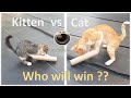 Cat game  funny cat and kitten vs cardboard roll  2stray cats