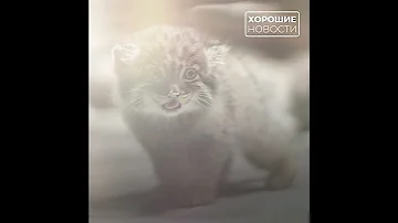 В Ленинградском зоопарке у манулов впервые за 16 лет родился детеныш