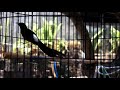 Murai Medan Siap Adu Ocehan Di Gantangan Mp3 - Mp4 Download