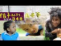 Betoch    comedy ethiopian series drama episode 348