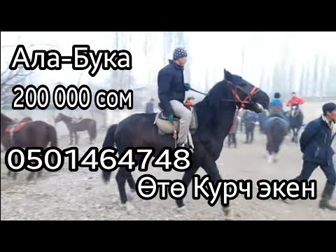 Video: Чыгармачылык: Куурулган жумурткабы же Кудайдын белегиби?