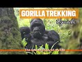 Face to Face with Wild Mountain Gorillas in Uganda 🦍 | Best Experience of My Life