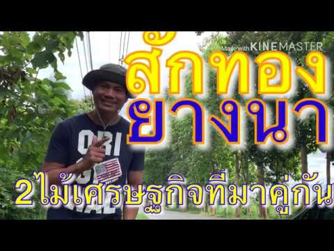 สักทอง-ยางนา-2ไม้เศรษฐกิจที่มาคู่กัน EP.1