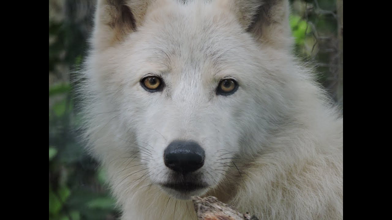 Ro zoo review's 2016 Zoo Tour - #18 Five Sisters Zoo