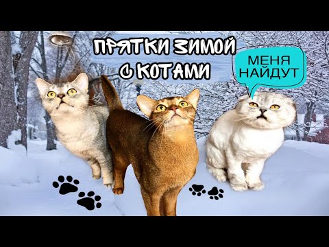 ЭКСТРЕМАЛЬНЫЕ прятки НА УЛИЦЕ с котами и собакой! С котом вход разрешён!
